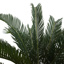 CYCUS PLANT 90CM GREEN