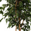 FICUS EXOTICA TREE 180CM GREEN