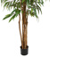 PACIFIC WEEPING FICUS 180CM GREEN