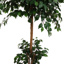 FRENCH FICUS 180CM GREEN