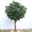 FR LONGIFOLIA TREE 400CM GREEN