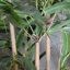 GIANT BAMBOO TREE X 7 180CM W/POT GREEN
